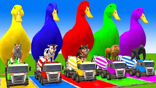 5 Giant Duck CartoonCowMammothDogTRexLionTiger Paint Wild Animals Crossing Fountain Animation [upl. by Anawait]