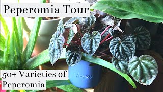 All Of My 50 Varieties Of Peperomia  Houseplant Tour [upl. by Balliol]