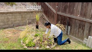 How to fix clay soil in HOA backyard by planting Daikon Radishes [upl. by Alemat]