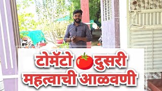 टोमॅटो 🍅पिक दुसरी आळवणी zytonic nursery kit by Zydex Second ड्रेंचिंग in tomato [upl. by Tsui539]