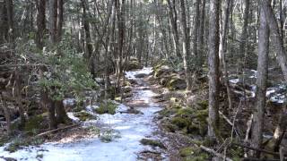 Aokigahara Forest [upl. by Ybeloc]