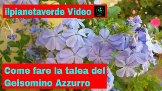 Come fare la talea del Gelsomino Azzurro  Plumbago [upl. by Giacamo]