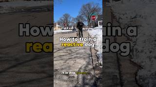 HOW TO Train a reactive dog💥 dog dogtraining reactivedog [upl. by Calla]