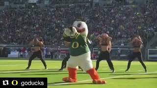 Oregon Duck dancing with cheerleaders Oregon mascot dances with cheerleaders on the field [upl. by Barclay]