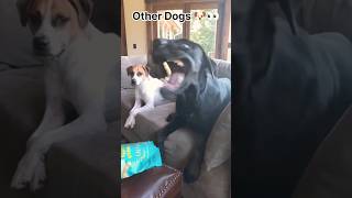 My Dog vs Other Dogs Hilarious Showdown funny labrador shorts [upl. by Elehcim]