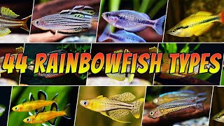 44 Best Types of Rainbowfish  Rare amp Common Pseudomugil amp Melanotaenia  More [upl. by Winzler]