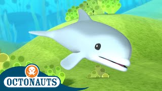 Octonauts  Baby Dolphin Rescue  Full Episode 8  Cartoons for Kids  Underwater Sea Education [upl. by Nnairak]