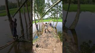 Best Traditional Fishing Video Using Net After Rain fish fishing freshwaterfish fishingvideo [upl. by Gabe]