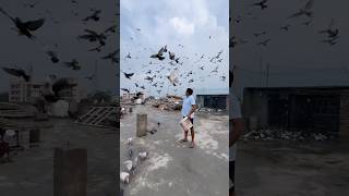 Ustad Ravinder Rana ji ka shok kabootarbazi kabootar birds pigeon shortvideo short shorts [upl. by Ylluz]