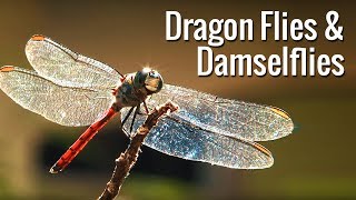 Dragon Flies and Damselflies  Preserve water bodies amp forests to ensure survival of this species [upl. by Elfie948]