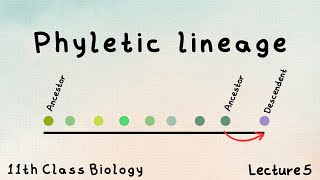 Phyletic lineage  lecture in Urdu  FSc biology  class 11 [upl. by Eeladnerb]