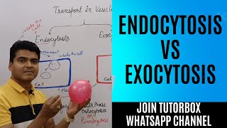 Exocytosis vs Endocytosis  Transport by Vesicles  Transport across cell membrane  BPharm HAP unit [upl. by Schwing653]