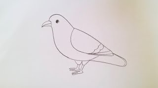 how to draw pigeon drawing easy step by stepDrawingTalent [upl. by Clareta866]