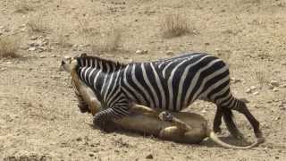 Amazing Lion vs Zebra with unexpected escape [upl. by Leunamne612]