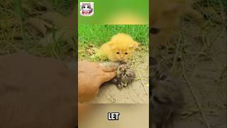 Helping two abandoned kittens in critical condition kitten cat kittenrescue luckycat catrescue [upl. by Grosvenor196]