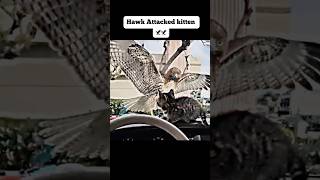 HAWK VS KITTEN  THE CAR THAT STOPPED A PREDATOR [upl. by Odel]