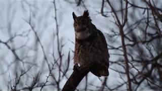 Male Great Horned Owl Hooting 282019 Forest Park St Louis Missouri USA [upl. by Azal]