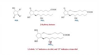 Prostaglandin biosynthesis of prostaglandins Lipid part 2 [upl. by Wachter]