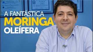 A Fantástica Moringa oleífera [upl. by Isaiah920]