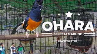 Kualitas Murai 3 Milyar  GOPRO  Ohara Is Back  DAHSYAT TEMBAKAN Murai Prio Excellent [upl. by Iur]