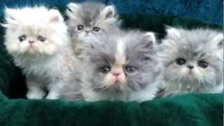 Persian and Himalayan kittens for sale by Liztopcatcom [upl. by Noorah986]