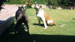 Cane Corso American bulldog fight to the death  CLICKBAIT  AND YOU CLICKED [upl. by Arracot942]