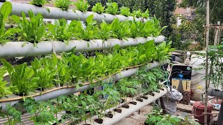 Hydroponic vertical setup 🔥 हाइड्रोपोनिक में वर्टिकल सेटअप कैसे तैयार करें 🔥 How to Hydroponic [upl. by Winou468]