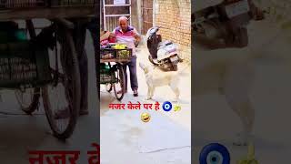 Uski nazar 🧿🍌banana par h doglover labrador youtubeshorts petsshorts trending shortsfeed [upl. by Aicela]