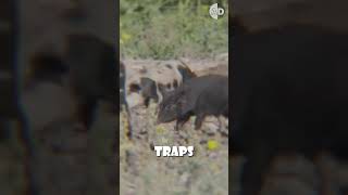 Boar Buster The Ultimate Trap for Stopping Invasive Feral Hogs [upl. by Avaria]