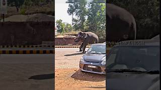 Gajraj is paying obeisance to God Vishnu 🕉️sanatan shorts [upl. by Ydnec]