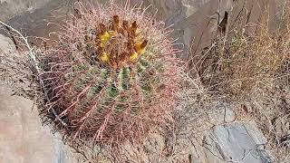 Ferocactus wislizenii [upl. by Milan]