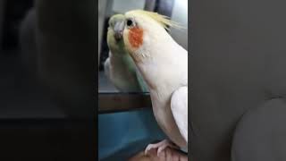 Cockatiel Lutino Singing Bird 🐦 Rio Mirror 🪞 Singer [upl. by Agnes]