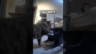 Gato Aprende a Tocar Piano [upl. by Limbert]