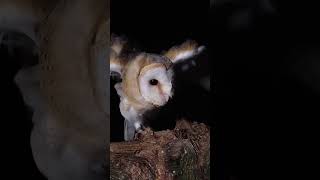 Barn owl buffeted by high winds as it tries to land in a storm 🍃 [upl. by Bekki]