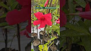 Mandevilla Flower Colours  Allamanda Vine Wholesale and retail plant nursery  online offline sale [upl. by Raskin]