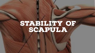 Stability of the scapula [upl. by Evadnee]