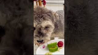 Puppy Food Review Will He Love It dog pets pupyy Pets dogfoodreview puppy puppyvideos cute [upl. by Lurlene]