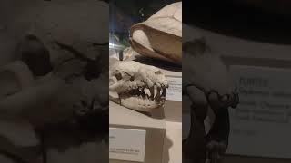 Hyaenodon skull at the Houston Museum of Science at Sugarland pt 3 [upl. by Odericus85]