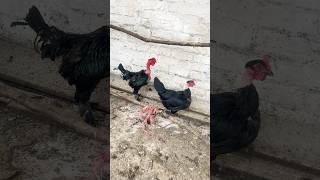 Bald Neck hen amp Rooster 🐔 pair shorts youtubeshorts [upl. by Odnanreh742]