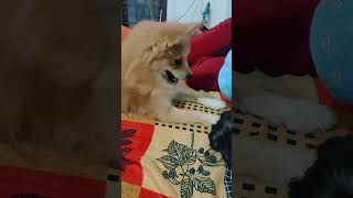 അവളുടെ വികൃതി കണ്ടോ 😅💕 doglover puppyvideos funny pets doggyz support cute dogz petlover [upl. by Theodosia33]