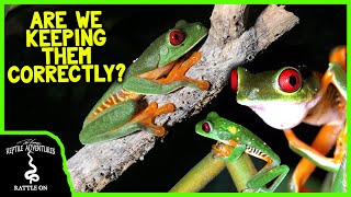 REDEYED TREE FROGS IN THE WILD are we keeping them correctly [upl. by Holle144]