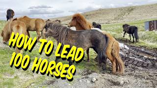 How to Lead 100 Horses Like an Icelander  🇮🇸 🐴 iceland horses [upl. by Ahsyekal]