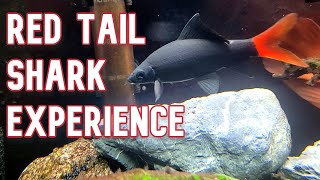 Red Tail Shark  My Experience Keeping [upl. by Gypsie970]