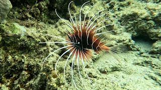 Clearfin lionfish Pterois radiata radiata lionfish fireworks fish radial firefish 4K [upl. by Puff901]