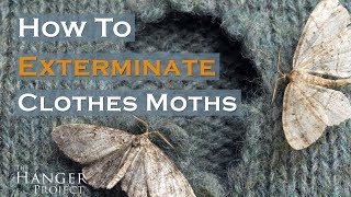 How To Exterminate Clothes Moths 🦋  Kirby Allison [upl. by Dann746]