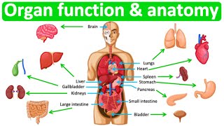 Major organ functions amp anatomy 👫 Quick amp easy learning video [upl. by Nafri]