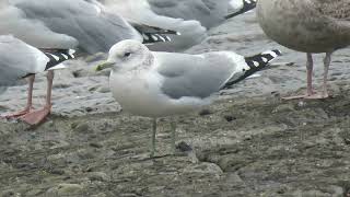 Common Gull Larus canus Stormmeeuw Maasvlakte ZH the Netherlands 22 Nov 2024 15 [upl. by Kiyoshi]