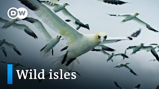 Biodiversity in the British Isles  DW Documentary [upl. by Neile]