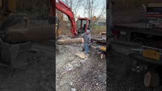 PORTED 2511T arborist chainsaw treework treeclimbingequipment [upl. by Freida]