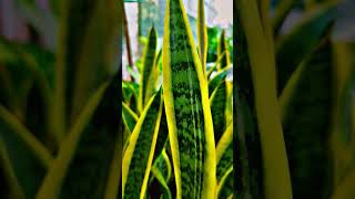 Sansevieria trifasciata laurentii sanke plant homedecor indoorplants plants gardening nature [upl. by Rifkin912]